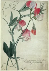 PD.113-1973.f1 Lathyrus Siculus Flore, c.1760-70 (wc na pergamenu)